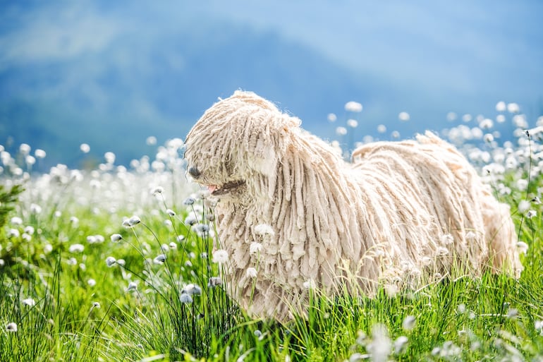 Perro Puli.