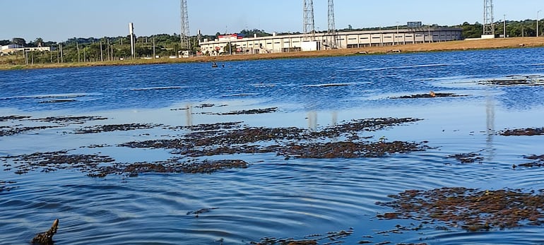 Proliferan las algas en el sub embalse del arroyo Potï-y. Al fondo se ve el nuevo estadio de la Liga Encarnacena de Fútbol.