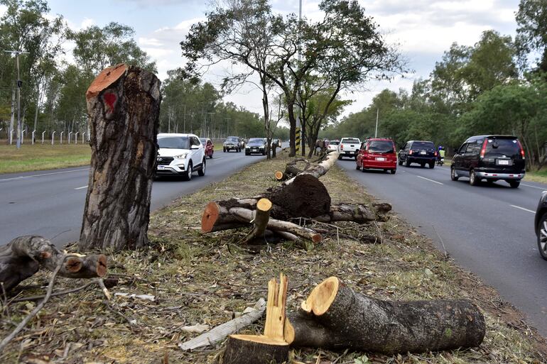 Así quedaron tirados los restos de árboles que fueron talados sobre la avenida.