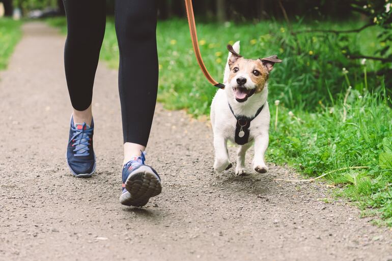 Lo ideal es sacar a pasear al perro en bien temprano a la mañana, o al anochecer.