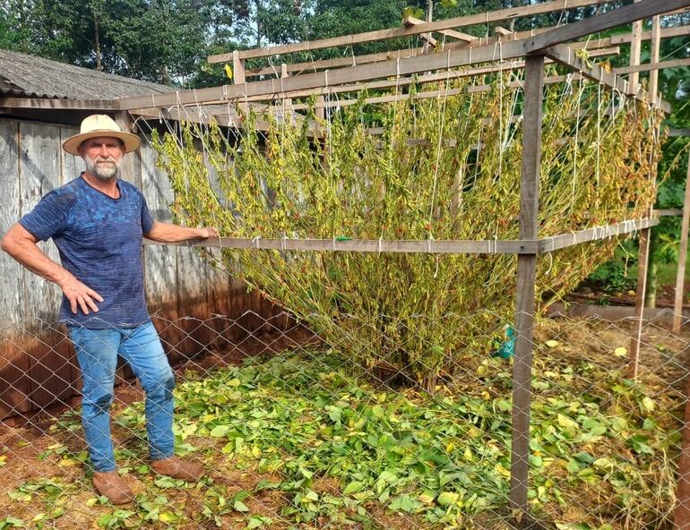 Hasta el propio productor se asombró del tamaño de la planta de soja.