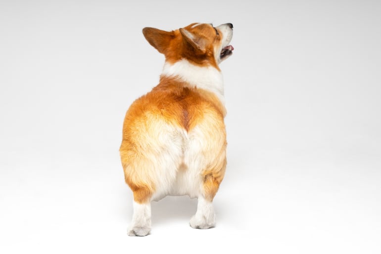 Perro de raza Corgi.