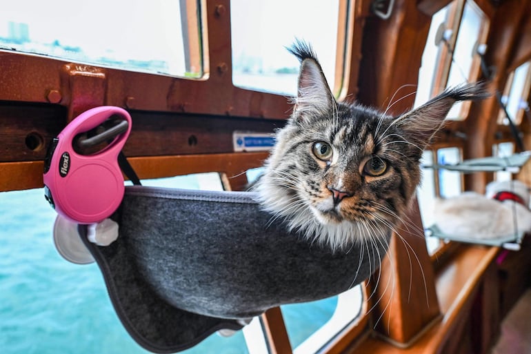 A bordo del crucero Royal Albatross, ese gato disfruta de las vistas de Singapur.