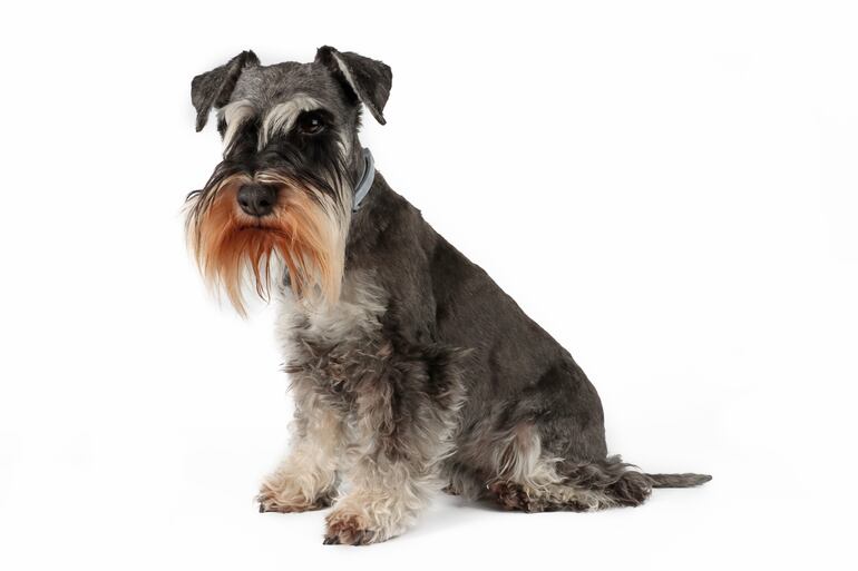 Perro de raza Schnauzer.