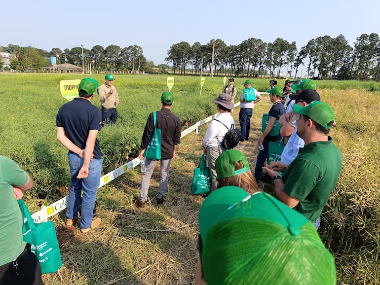 Productores de Brasil, Paraguay, Argentina y Uruguay, participan del Rally de la Canola, un cultivo que busca crecer en área y renta para la época de invierno.