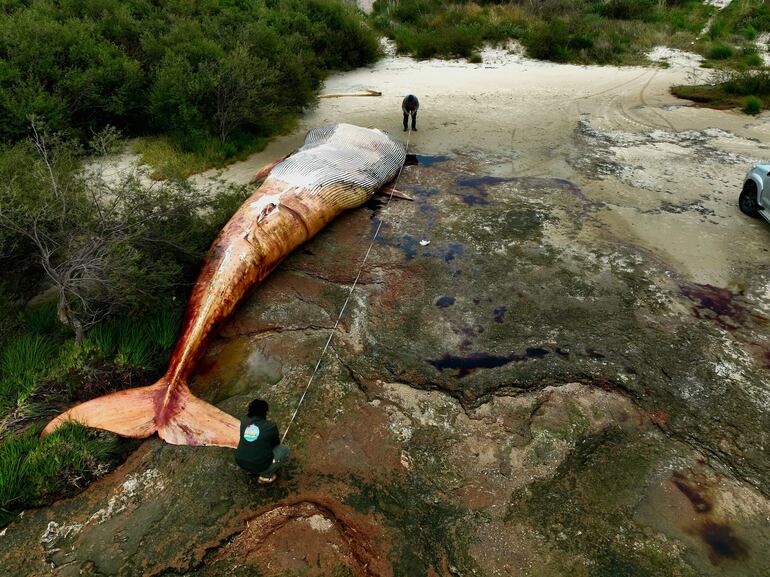 Un grupo de pescadores analiza el cadáver de una ballena de 15,5 metros de largo y alrededor de 20 toneladas de peso, en una playa del departamento (provincia) de Colonia, en el suroeste de Uruguay. Según el responsable de la reserva natural, destinada a la preservación y conservación de animales autóctonos y exóticos, ubicada a unos cuatro kilómetros de Artilleros, veterinarios consultados estimaron que se trata de una ballena azul. "Es una ballena que anda alrededor de las 20 toneladas más o menos. Mide 15,5 metros de largo y 3,4 de ancho", aseveró, a lo que puntualizó que la última vez que se vio un ejemplar de esta especie varado en el país sudamericano fue hace un siglo.