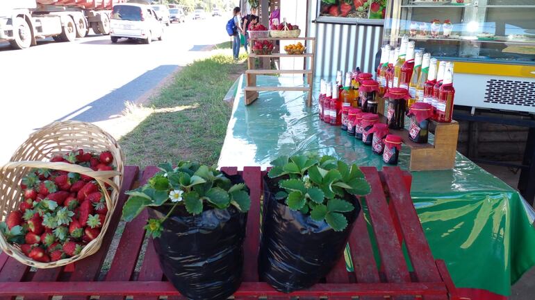 En el stand de "Frutillas Lalo", ofrecen plantas de frutillas en macetas para los que quieran producir la fruta en sus casas.