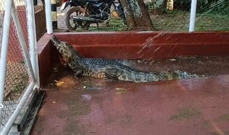 El yacaré salió a pasearse y fue encontrado en la Estación de Bombeo de Agua de la Itaipú.