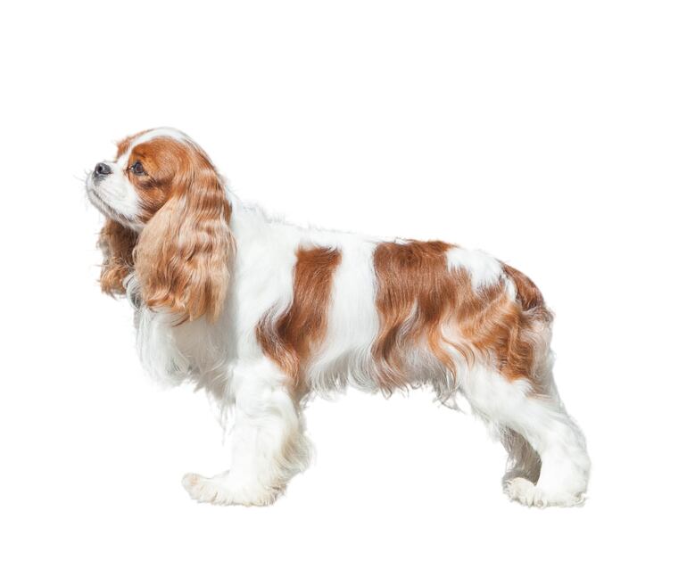 Perro de raza Cavalier King Charles Spaniel.