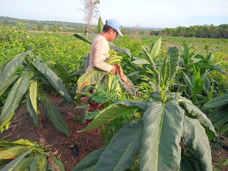 
Actualmente la economía de los pobladores depende exclusivamente de la producción agrícola. 