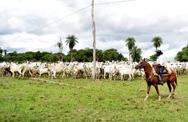 Tropa de ganado bovino representativa del Paraguay, imagen de la ARP