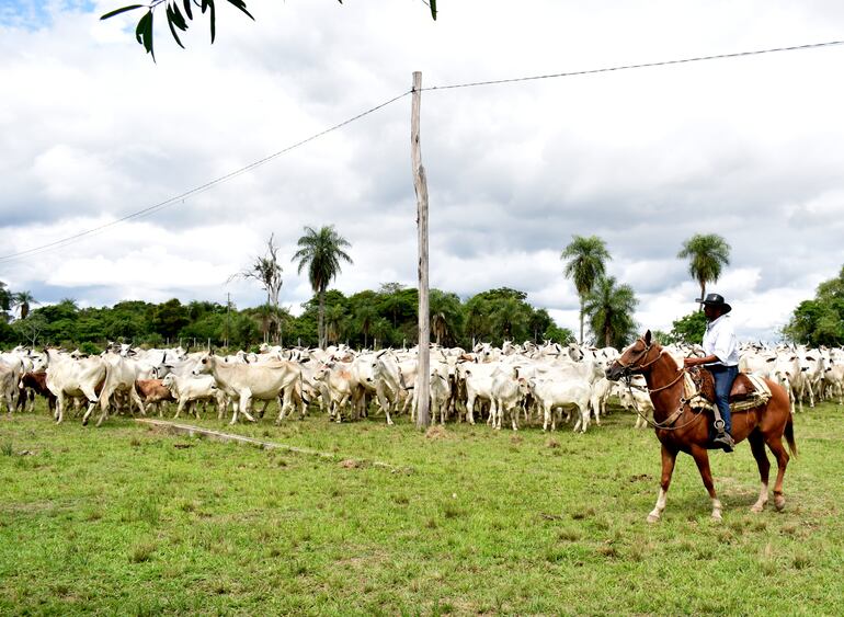 Tropa de ganado bovino representativa del Paraguay, imagen de la ARP