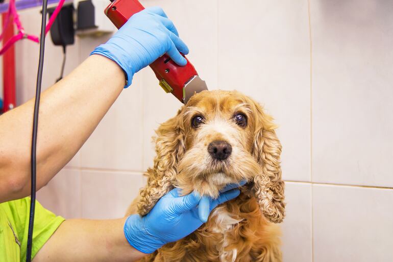 Una persona rapa a un perro cocker spaniel.