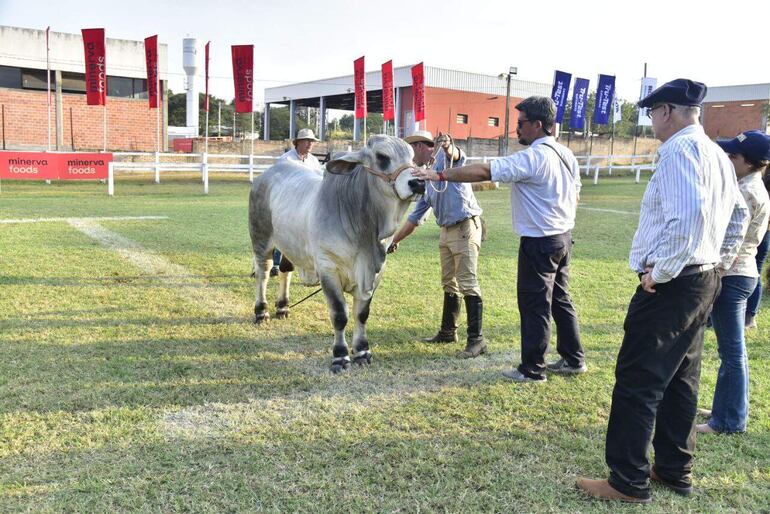 Para el ingreso de los animales en la Expo 2023 se realiza la admisión, para lo cual los jueces registran los datos morfológicos y el estado general del ejemplar, entre otras cosas.