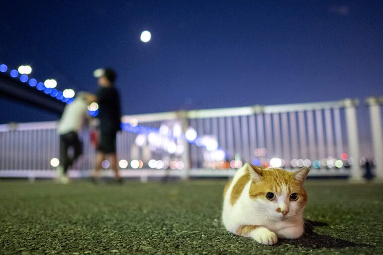 Es común escuchar historias sobre gatos que desaparecen de casa por un tiempo y luego regresan como si nada hubiera pasado. ¿Deberíamos preocuparnos por este comportamiento animal, por qué lo hacen?