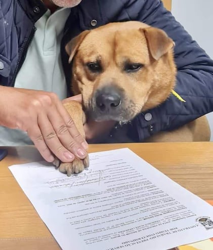 Boris Baguim, un afable perro de tres años, es la última incorporación en la plantilla de la junta de distrito de Baguim do Monte, en el municipio de Gondomar (norte de Portugal), que lo ha contratado por tiempo indefinido para dar "amor y cariño" a su personal a cambio de alojamiento, cuidado, comida y atención.