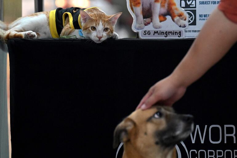 Conan observa como una mujer acaricia a un perro. 