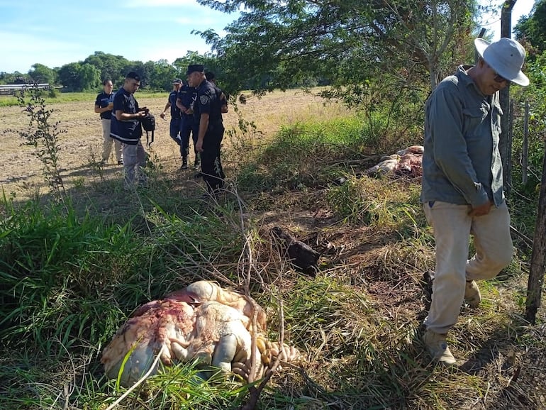 Los intervinientes encontraron restos de las dos vacas preñadas hurtadas del establecimiento ganadero Ara Poty.