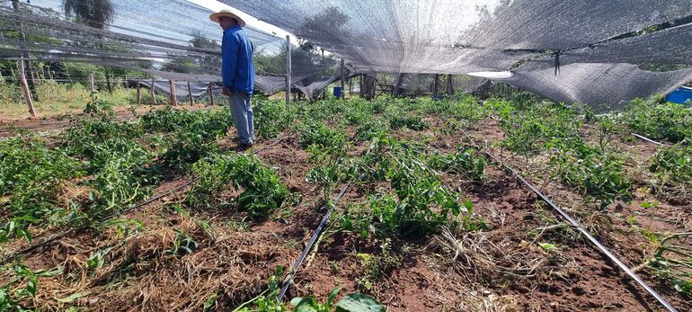 Producción de locote totalmente arruinado por la granizada.