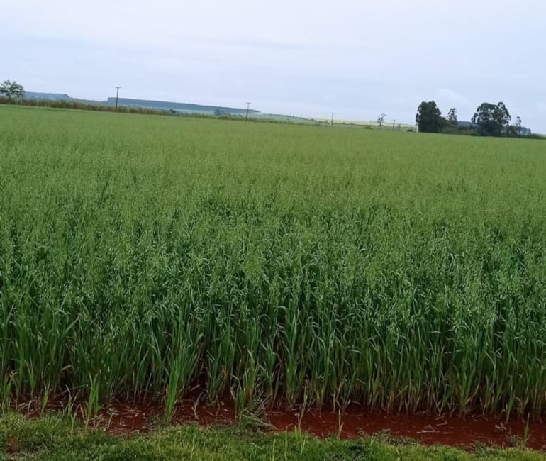 Un campo de cultivo de avena en Alto Paraná.