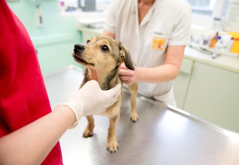 Si llegan a consumir es necesario llevarlos con urgencia al veterinario, para inducir al vómito y evitar que siga la absorción de la sustancia y administre un protector gástrico.