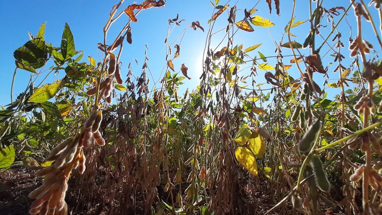 Menor producción de soja afectada por la sequía incidió en una baja en la actividad agrícola