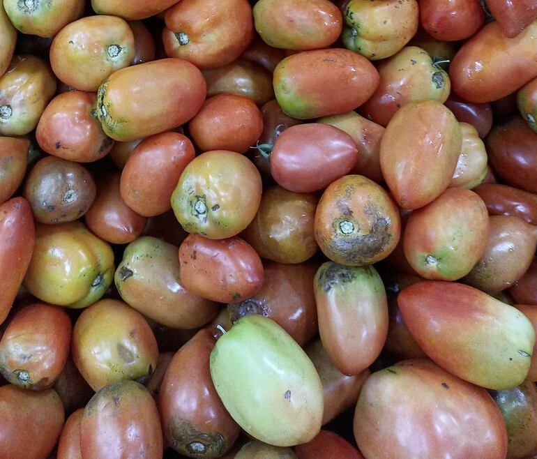 Foto de tomate ofrecido en un puesto de venta capitalino, cuya calidad es considerada una "puerqueza"  en un posteo en redes sociales.