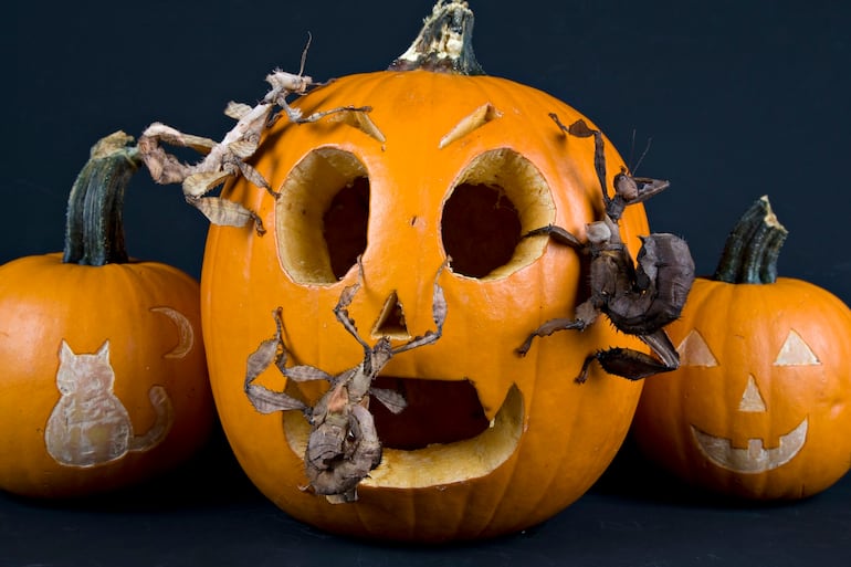 Una calabaza decorada en el Zoológico Nacional del Smithsonian, en su celebración de Halloween.