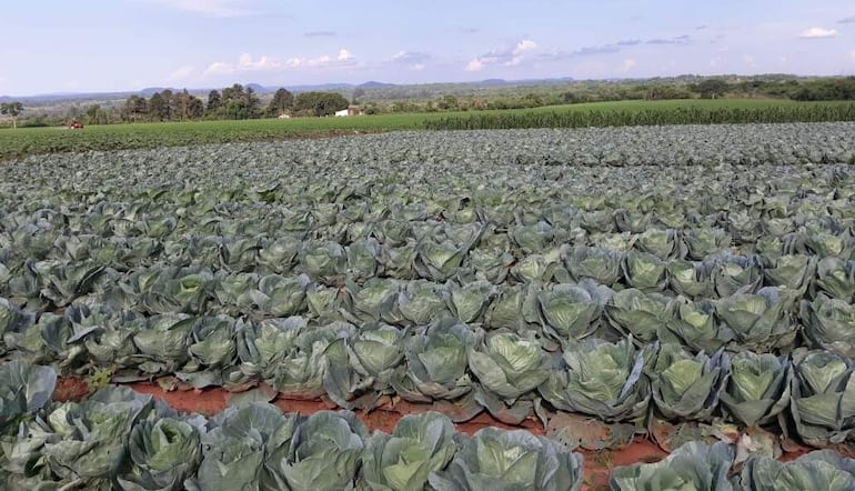 Cultivo de repollo de excelente calidad en una finca de la localidad de Nueva Italia.  