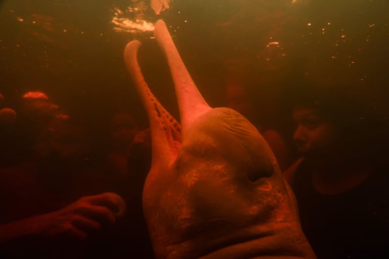 El fisioterapeuta Igor Simoes Andrade y jóvenes con discapacidades nadan con delfines rosados (Inia geoffrensis) en el río Negro en Iranduba, Brasil.