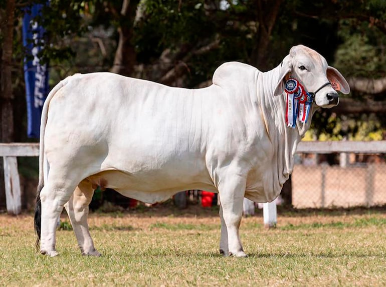 Imponente Gran Campeona Brahman en la Expo MRA, por la cual fueron pagados  G. 564 millones, por el 50%