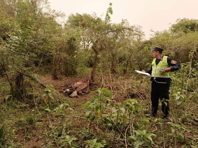 El efectivo policial observa los restos de un toro de la raza Brahman, propiedad de Luis Rodolfo Quintan, faenando el martes en un bosque de Nueva Italia.