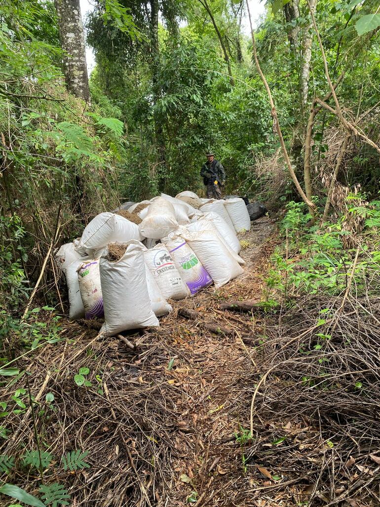 Destruyen 12 hectáreas de plantaciones de marihuana en la Reserva Natural San Rafael.