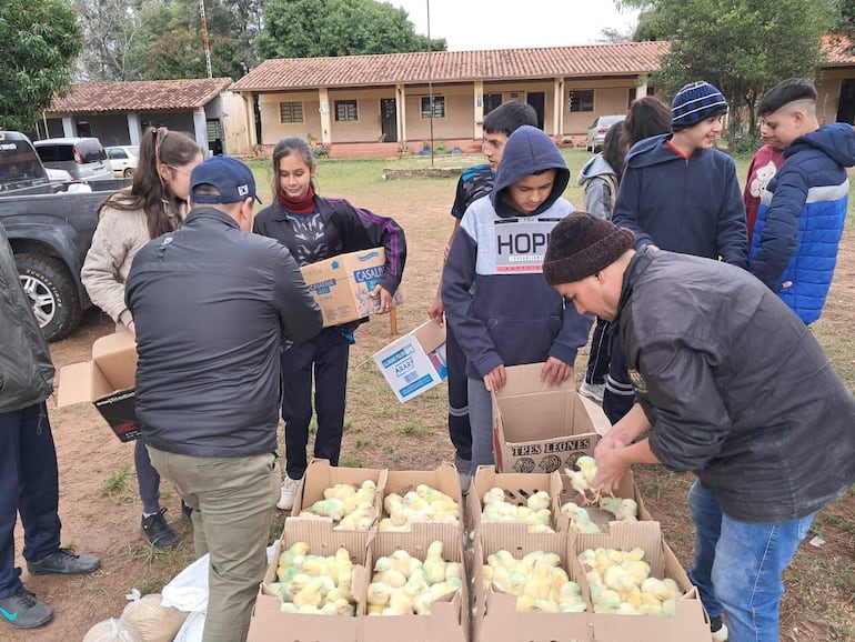 Los escolares reciben los pollitos que van y crían en sus hogares y en 45 días van a comercializar.