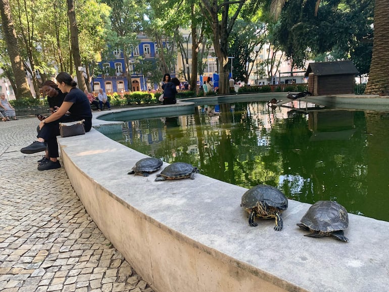 Tortugas en el estanque del Jardim da Parada en el barrio de Campo de Ourique en Lisboa. Debajo de esta plaza ajardinada las autoridades quieren construir una estación de metro, a lo que los residentes del área se oponen. 