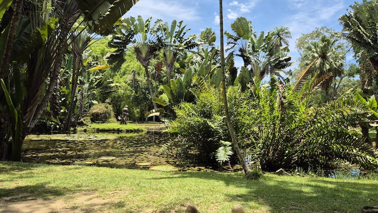 Vista del Jardín Botánico de Río de Janeiro.