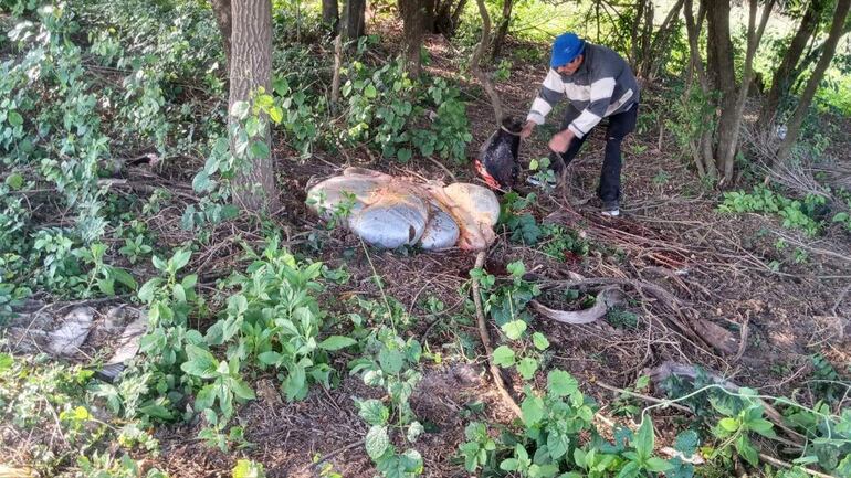 La víctima Catalino Villagra, observa impotente el faenamiento de dos animales vacunos en Pirayú.