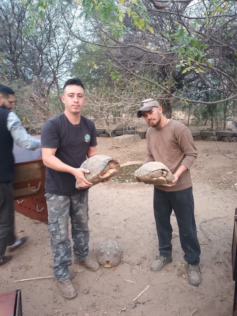 La tortuga terrestre de patas rojas o tortuga morrocoy (Chelonoidis carbonaria) es una especie nativa de las sabanas y bosques, desde Panamá hasta las Guyanas, Brasil y Paraguay.