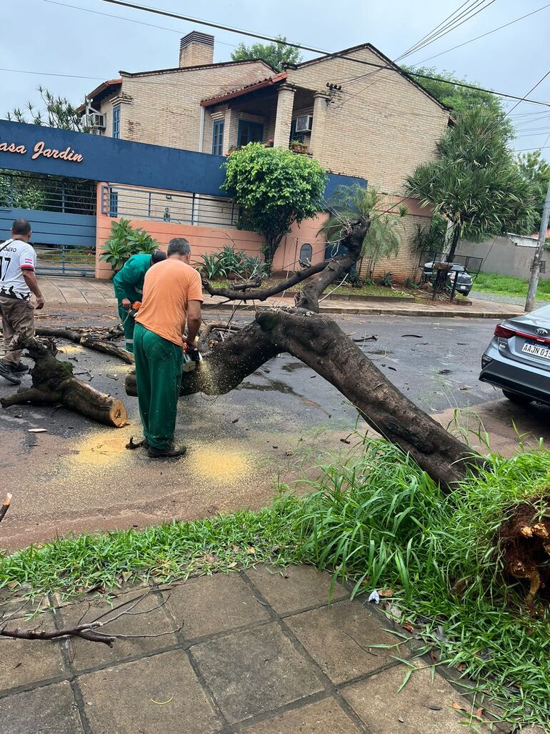 Un total de siete árboles caídos fueron reportados en barrios residenciales de Asunción.