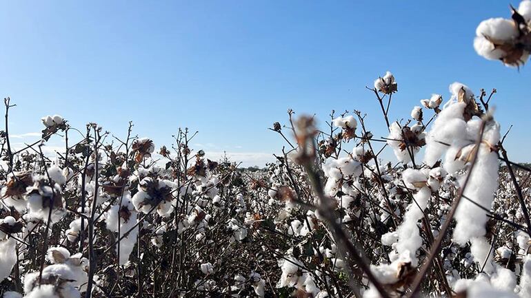 El “Día de campo del algodón” es organizado por la Fundación Ideagro y será realizado el 28 de julio en el predio de la Expo Pioneros. 