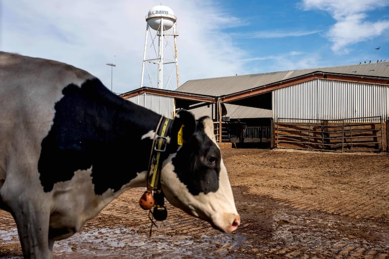 Vaca en UC Davis en Davis, California.