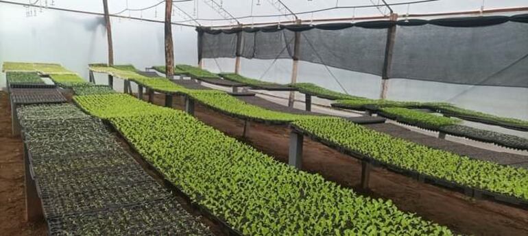 Con la lluvia caída en esta parte del país, se benefician los rubros hortícolas y los campos naturales para el aprovechamiento de los animales.