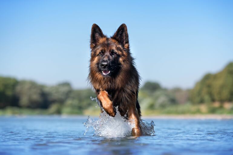 Un perro pastor alemán corre sobre el agua