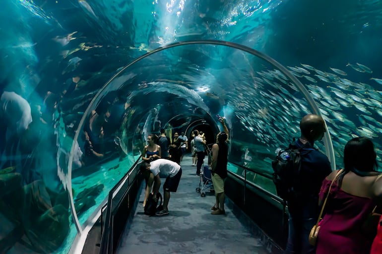 Imágenes del Acuario de Río de Janeiro.