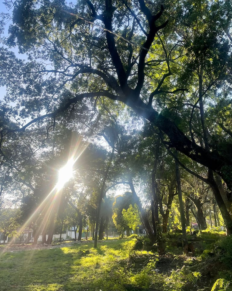 Bosque San Vicente