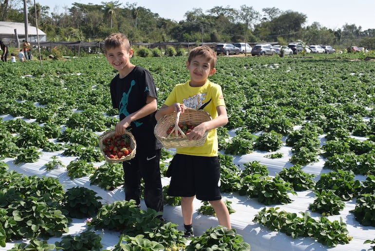 La actividad consiste en recolectar la fruta, pesarla y pagarla en el mismo lugar.