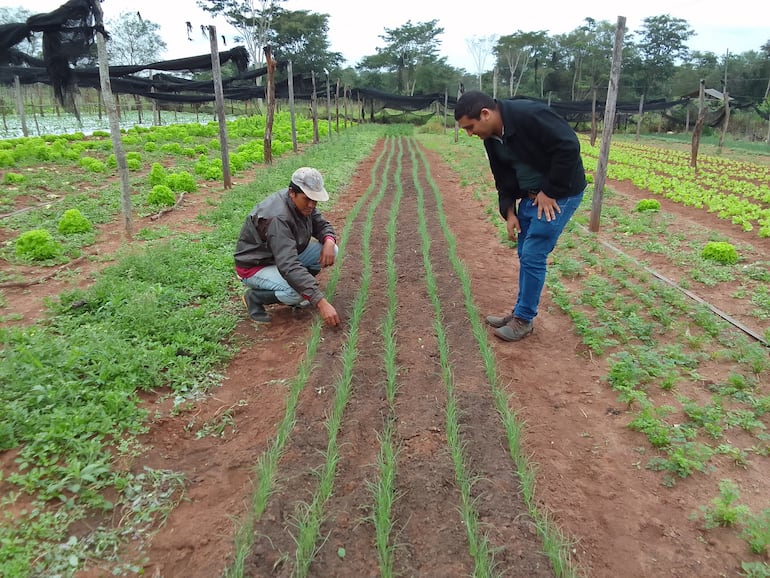 El productor y un técnico de la Deag verifican los plantines de la cebolla antes de la muda