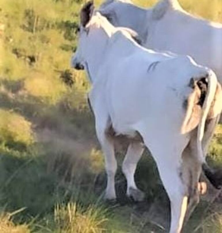 Durante el procedimiento de búsqueda realizada por personal de la Brigada Antiabigeato se recuperó una vaca lechera.