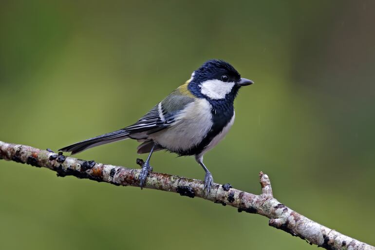 Herrerillo japonés, Parus minor