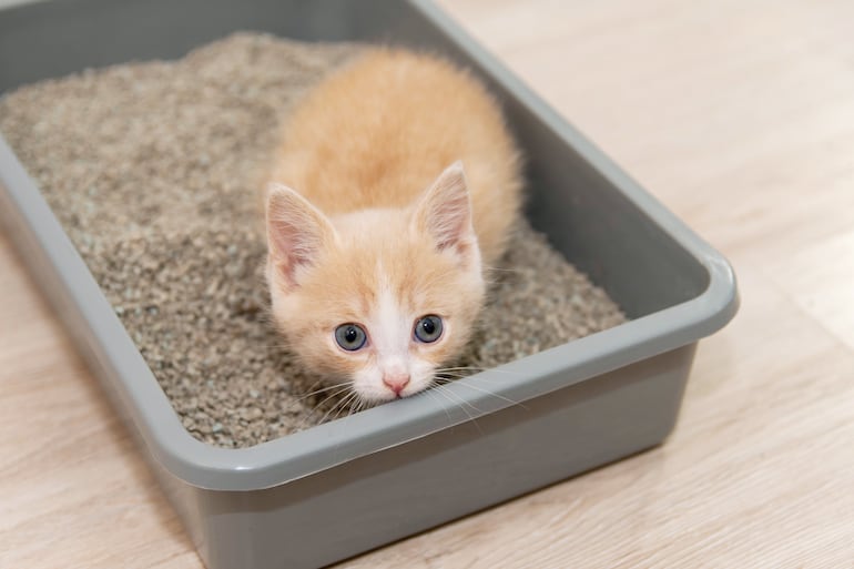 Un cachorro de gato de color anaranjado y cara de asustado en una caja de arena rectangular.